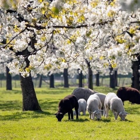 bloesemritopherhaling2facebookinstagram