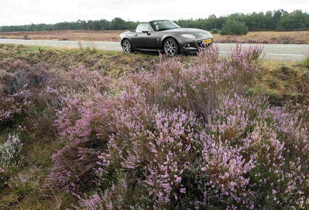 heidebloesemrit109